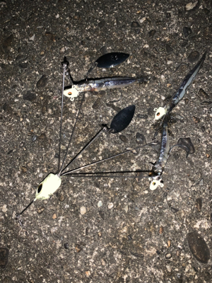 太刀魚調査からけんさきまで。