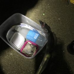 激シブタチウオ