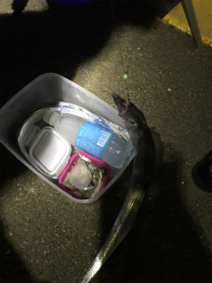 激シブタチウオ