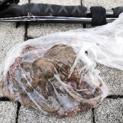 雨もやんでタコ