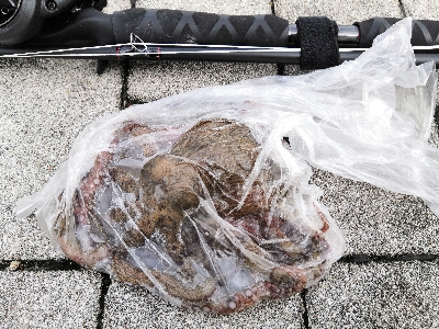 雨もやんでタコ