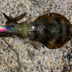 明石でエギング