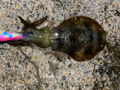 明石でエギング