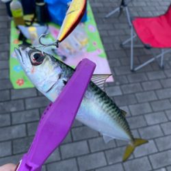 シーサイド太刀魚