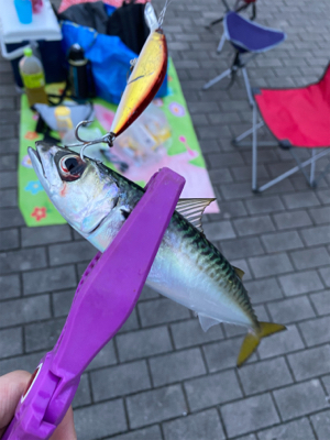 シーサイド太刀魚