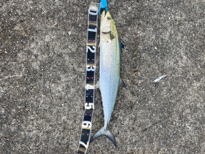 ショアジギング