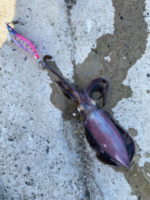 朝マズメのエギング