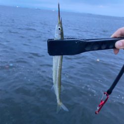 ケーソンでサヨリ！シーバス60cm