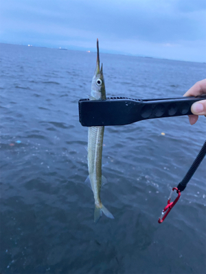 ケーソンでサヨリ！シーバス60cm