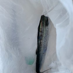 ショアジギング