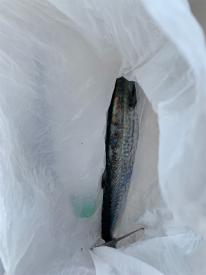 ショアジギング