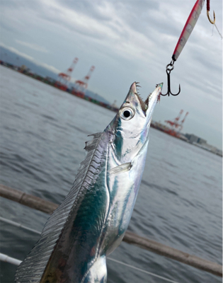 鯖は鳴りを潜め青物遠く。太刀魚ツヌケ。。