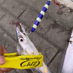 ⭐︎太刀魚開幕