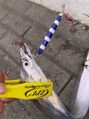 ⭐︎太刀魚開幕