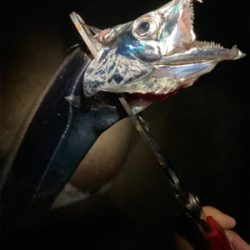 台風前の太刀魚