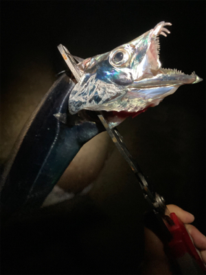 台風前の太刀魚