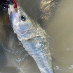 今年の夏初めての真昼間釣行