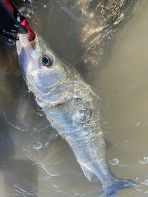 今年の夏初めての真昼間釣行