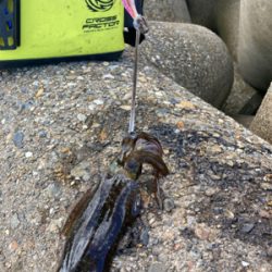 台風通過後のエギング(^.^)