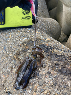 台風通過後のエギング(^.^)