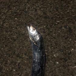 タチウオきてます！