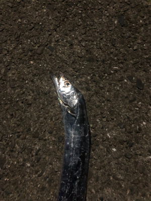 タチウオきてます！