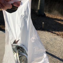 タチウオようさん釣れてました