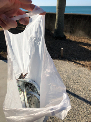 タチウオようさん釣れてました