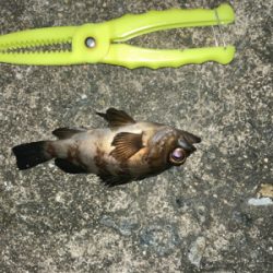 イソメで三目達成