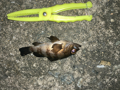 イソメで三目達成