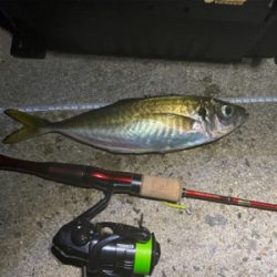 ジグ単で尺連発