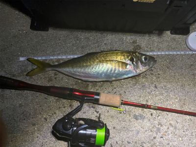 ジグ単で尺連発