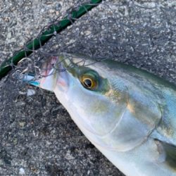 なんとか、ハマチ！