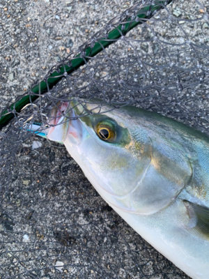 なんとか、ハマチ！