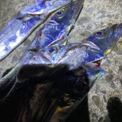 太刀魚台風後の影響無し