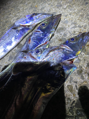 太刀魚台風後の影響無し