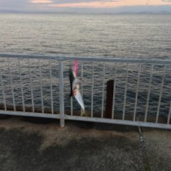 泉大津も青物そろそろかなぁ