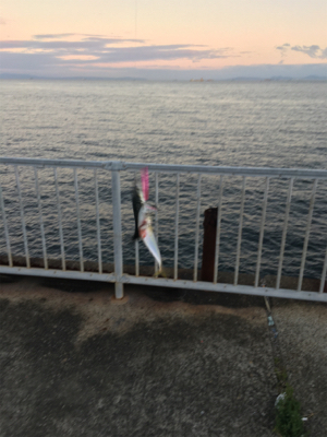 泉大津も青物そろそろかなぁ