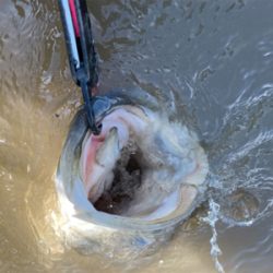 調子に乗って大物狙い