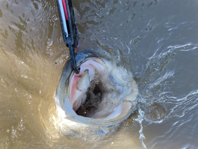 調子に乗って大物狙い