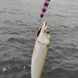 タチウオアタリ無くサバ。