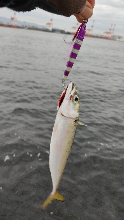 タチウオアタリ無くサバ。