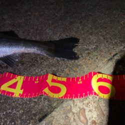 5投目でキャッチ