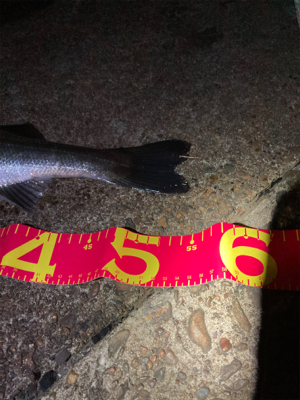 5投目でキャッチ