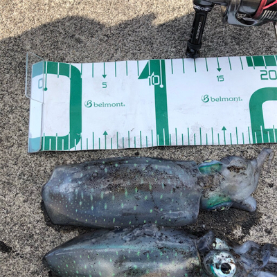 2021 ♪佐渡ヶ島エギング 9回目