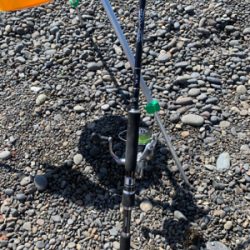 そろそろカツオ