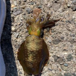 アオリイカとフグ