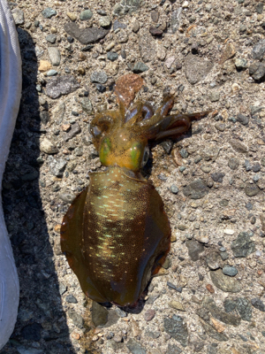 アオリイカとフグ