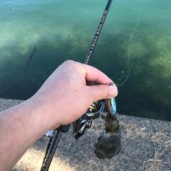 アオリイカ調査③