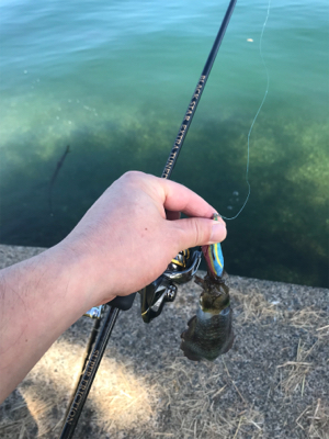 アオリイカ調査③